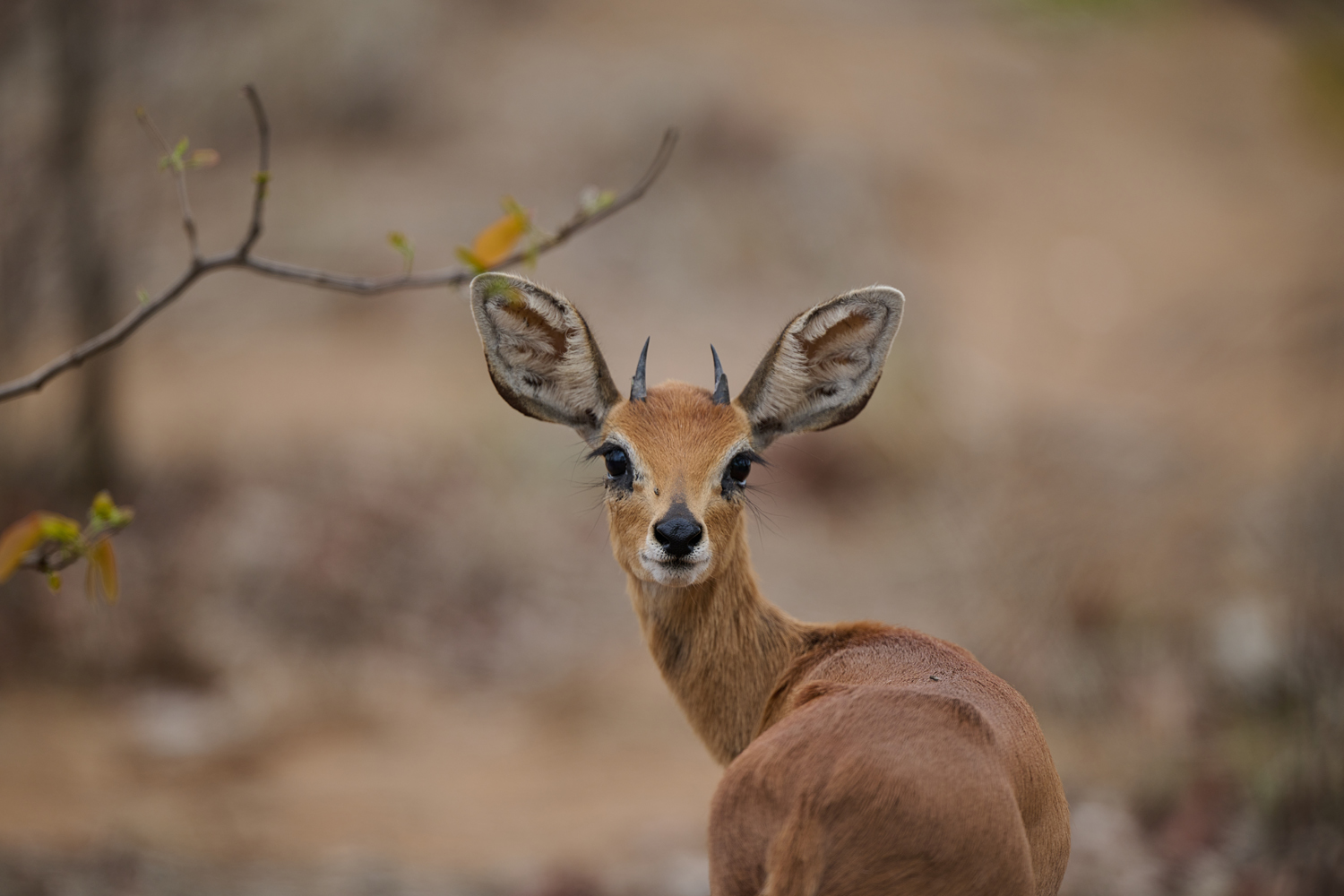 STEINBÖCKCHEN – STEENBOK