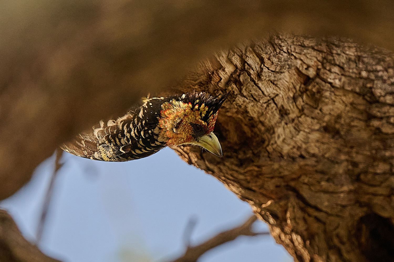 HAUBENBARTVOGEL - CRESTED BARBET