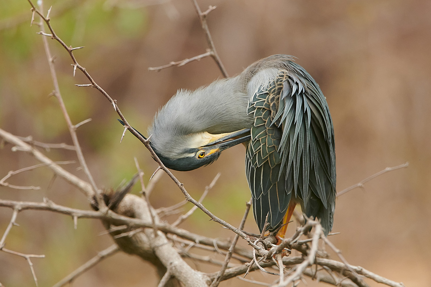 MANGROVENREIHER - GREEN-BACKED HERON