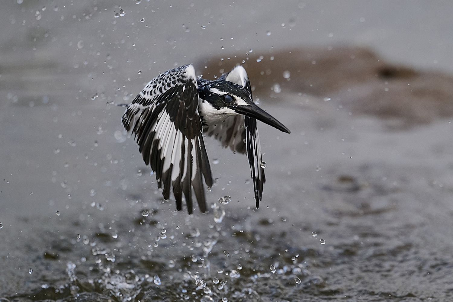 GRAUFISCHER - PIED KINGFISHER