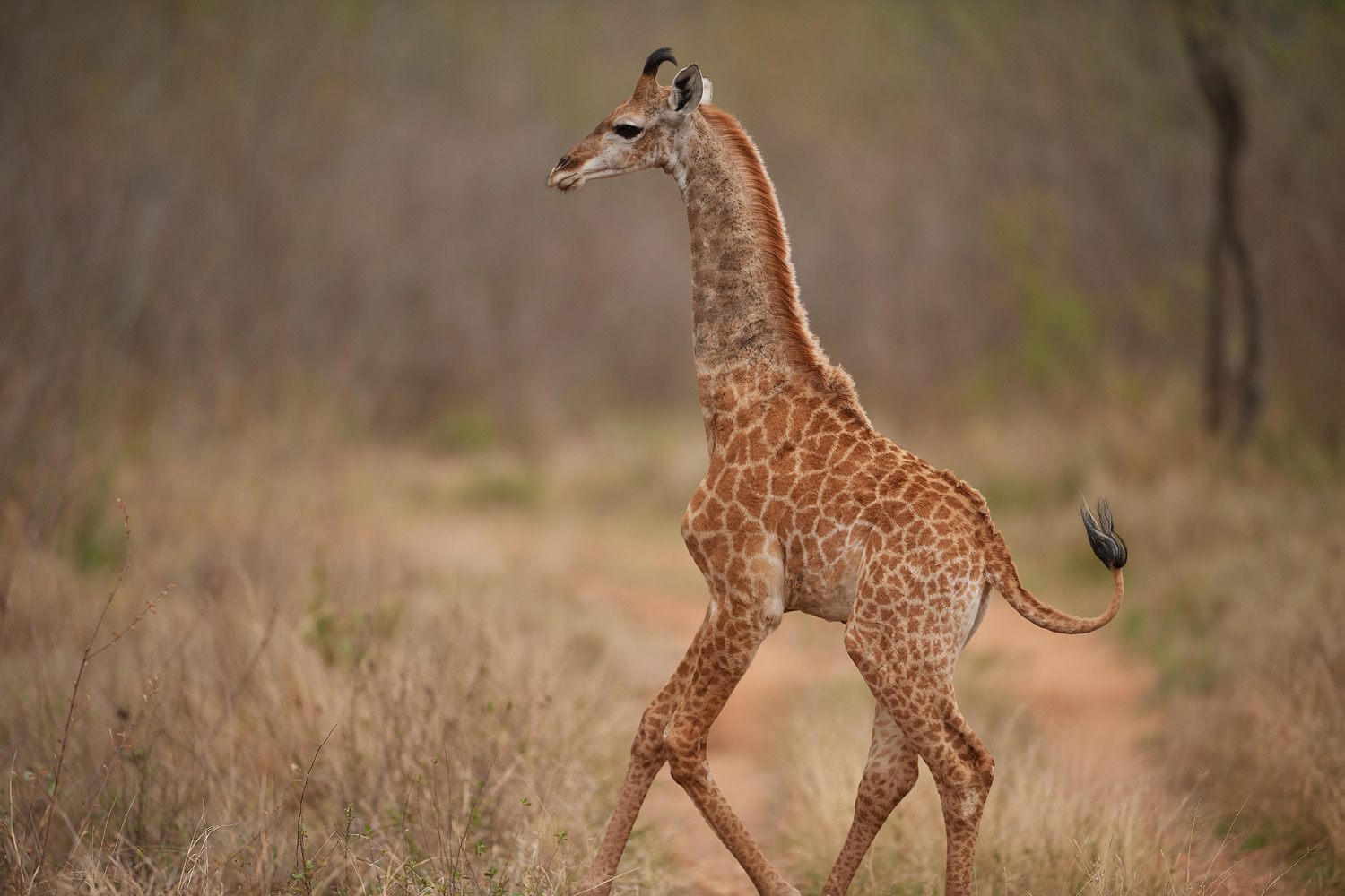 GIRAFFE