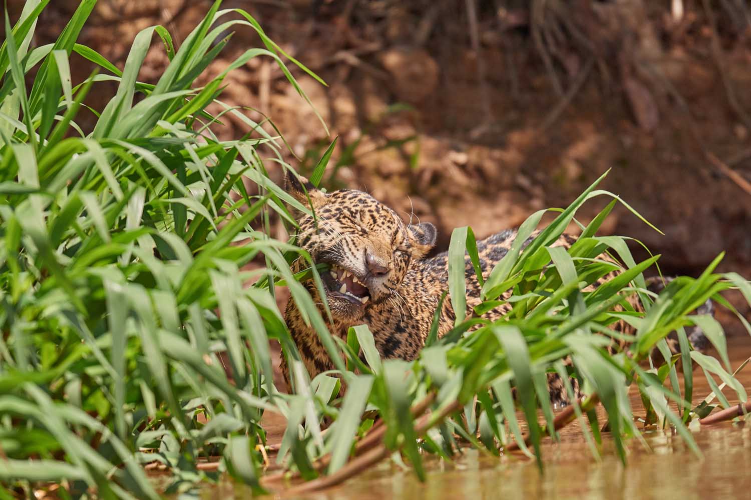 JAGUAR