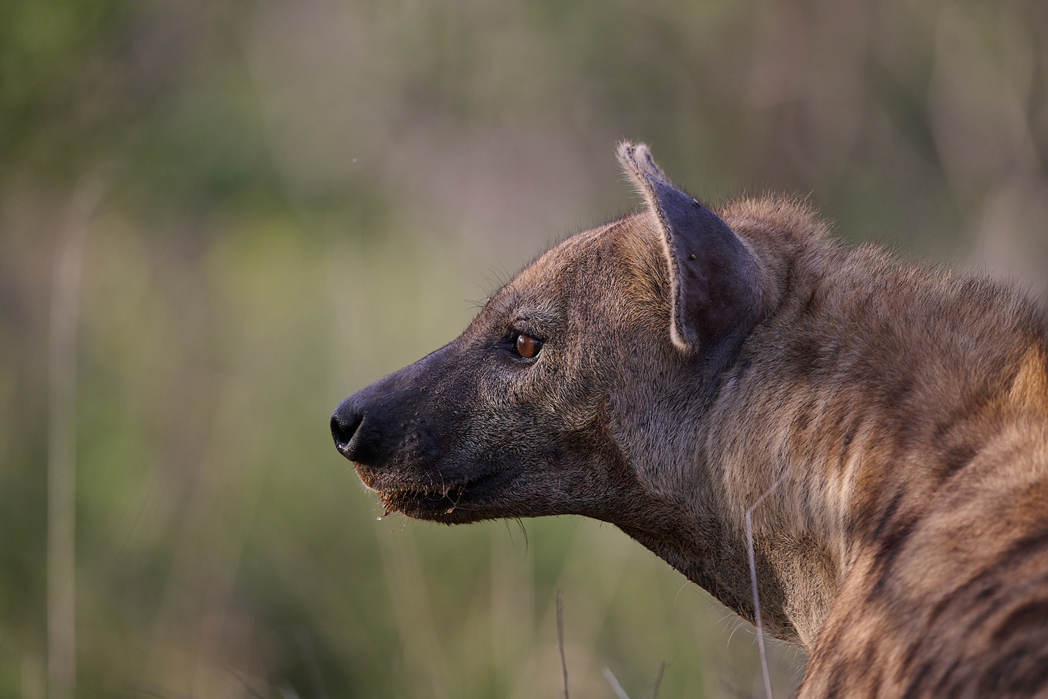 TÜPFELHYÄNE – SPOTTED HYENA