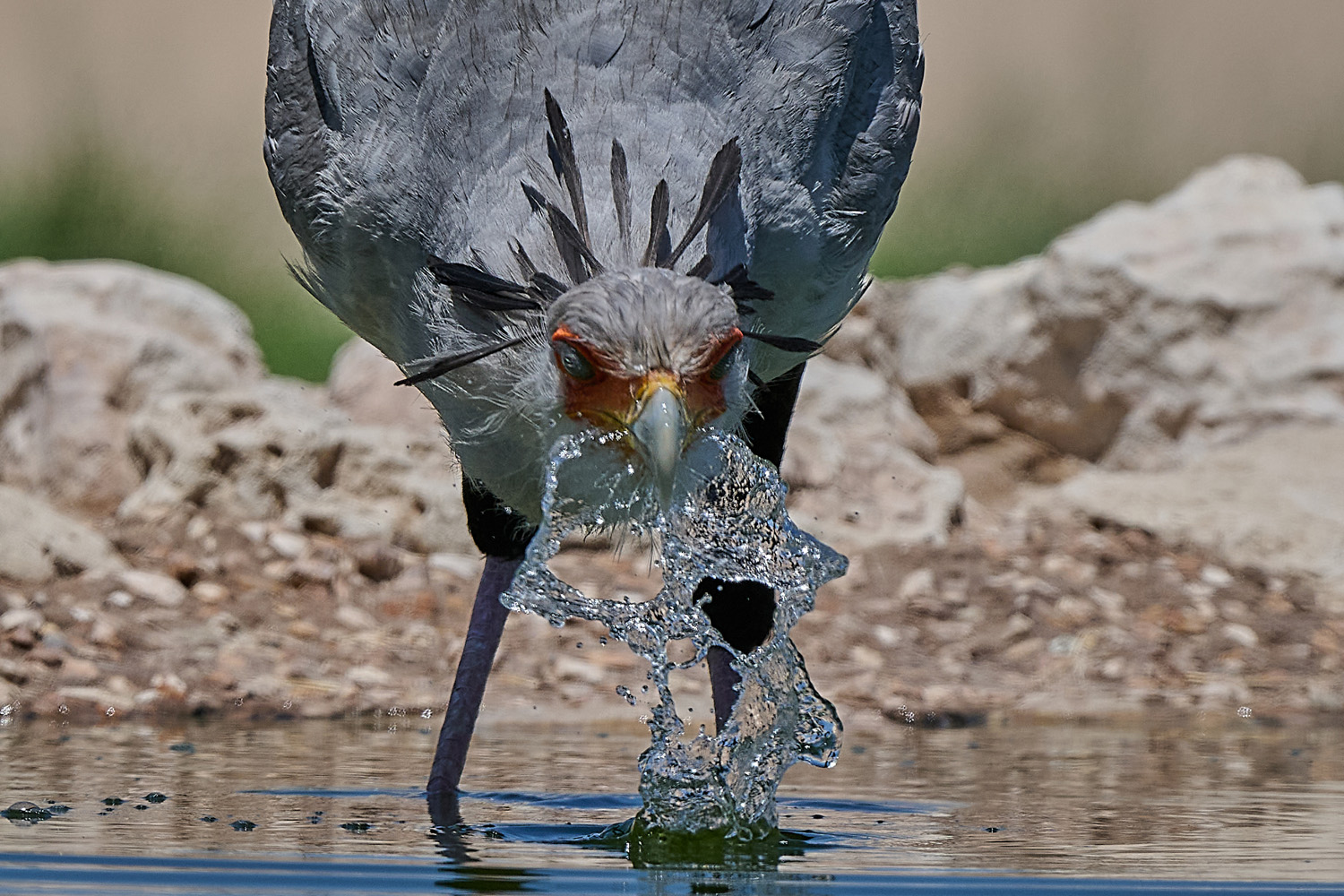 SEKRETÄR - SECRETARYBIRD