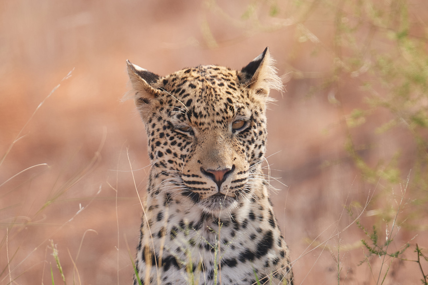 LEOPARD