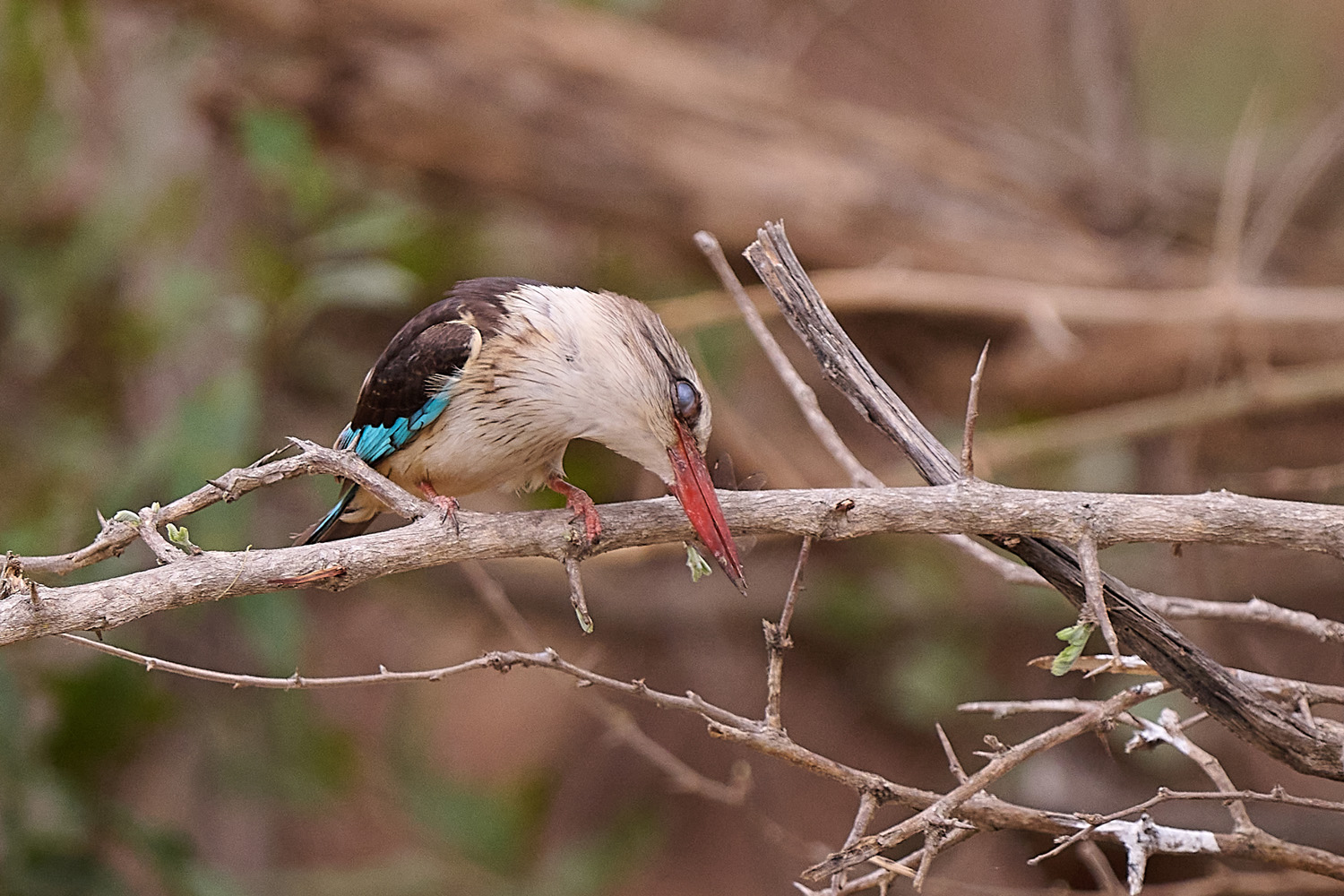 BRAUNKOPFLIEST - BROWN-HOODED KINGFISHER