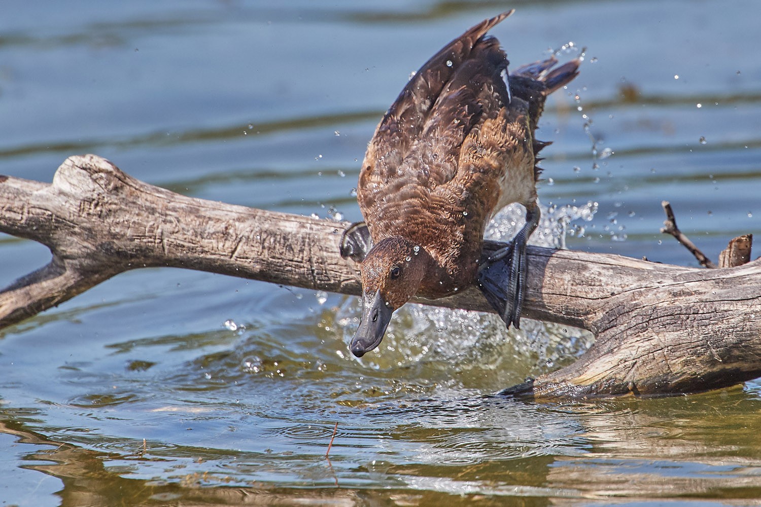 MOORENTE – COMMON POCHARD