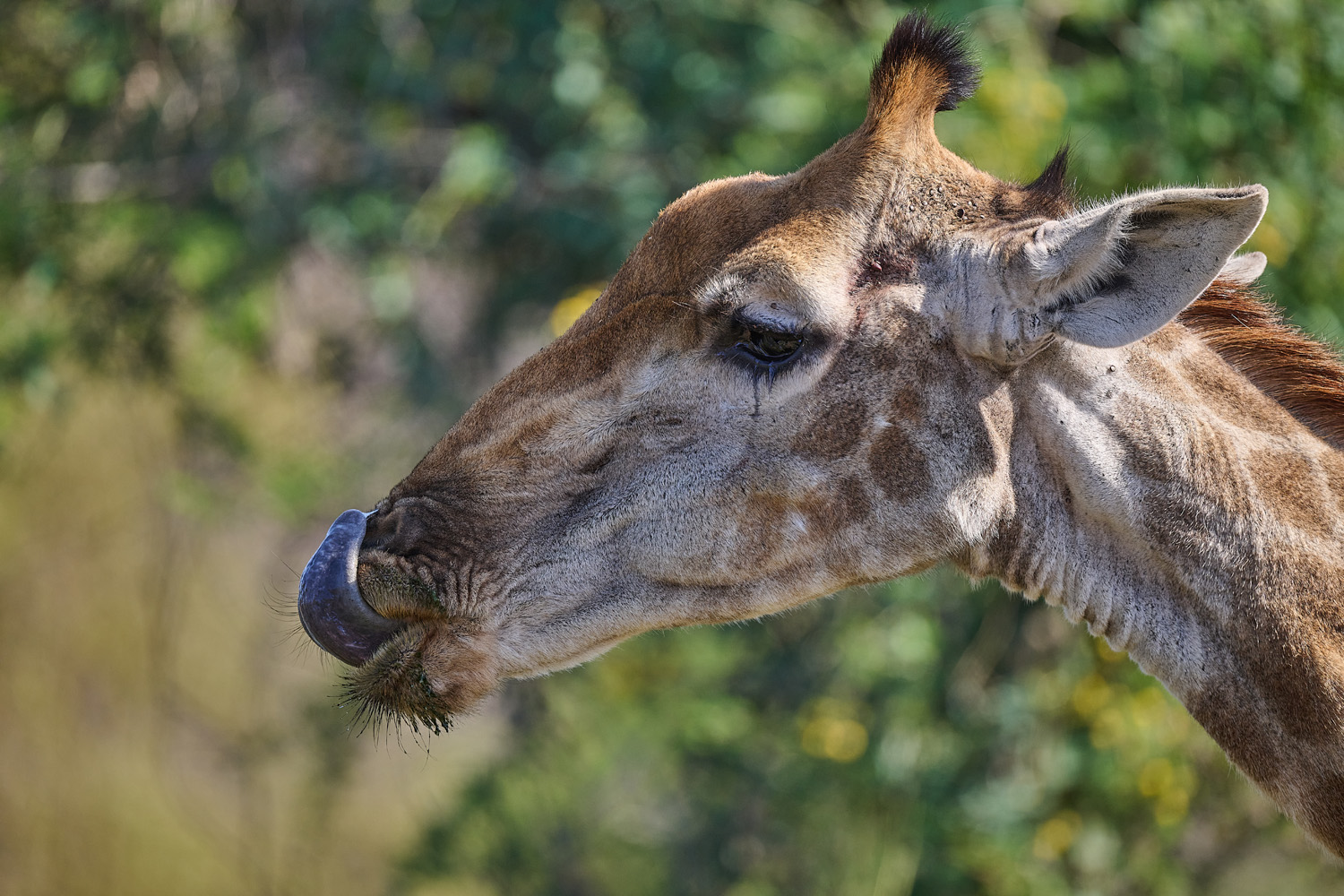 GIRAFFE