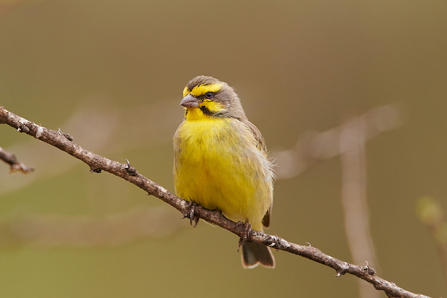 MOSAMBIKGIRLITZ – YELLOW-FRONTED CANARY