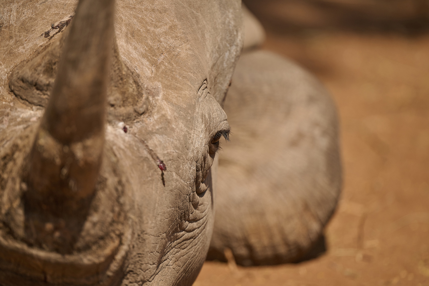 BREITMAULNASHORN - WHITE RHINO