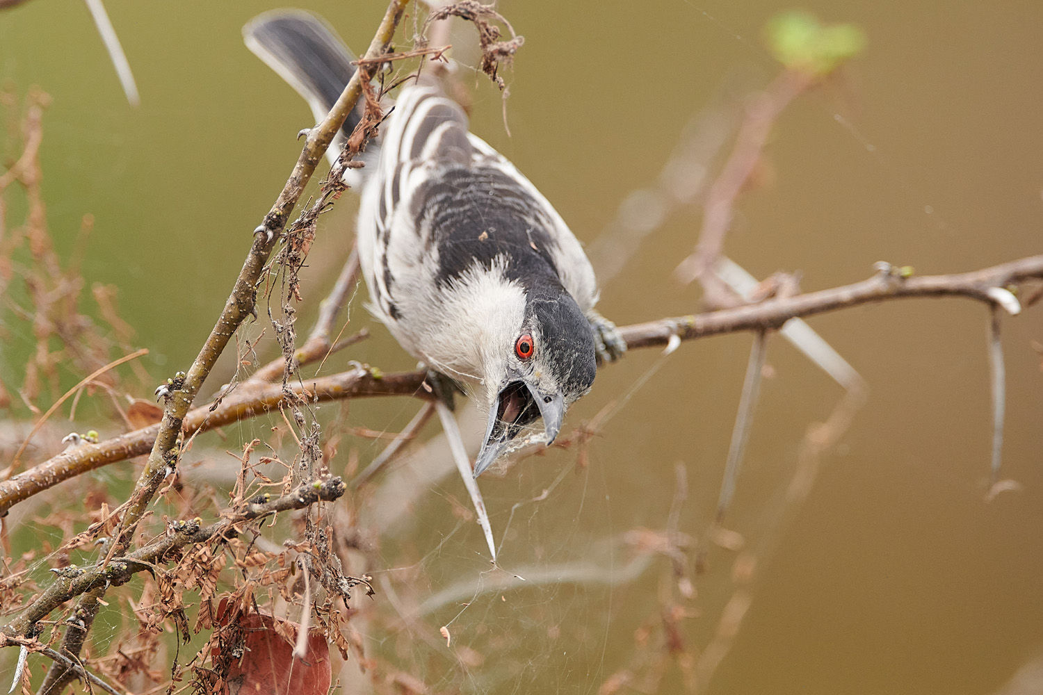 SCHNEEBALLWÜRGER - BLACK-BACKED PUFFBACK