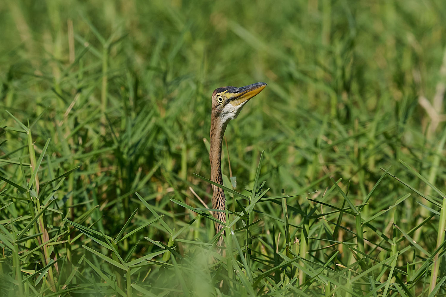 PURPURREIHER – PURPLE HERON