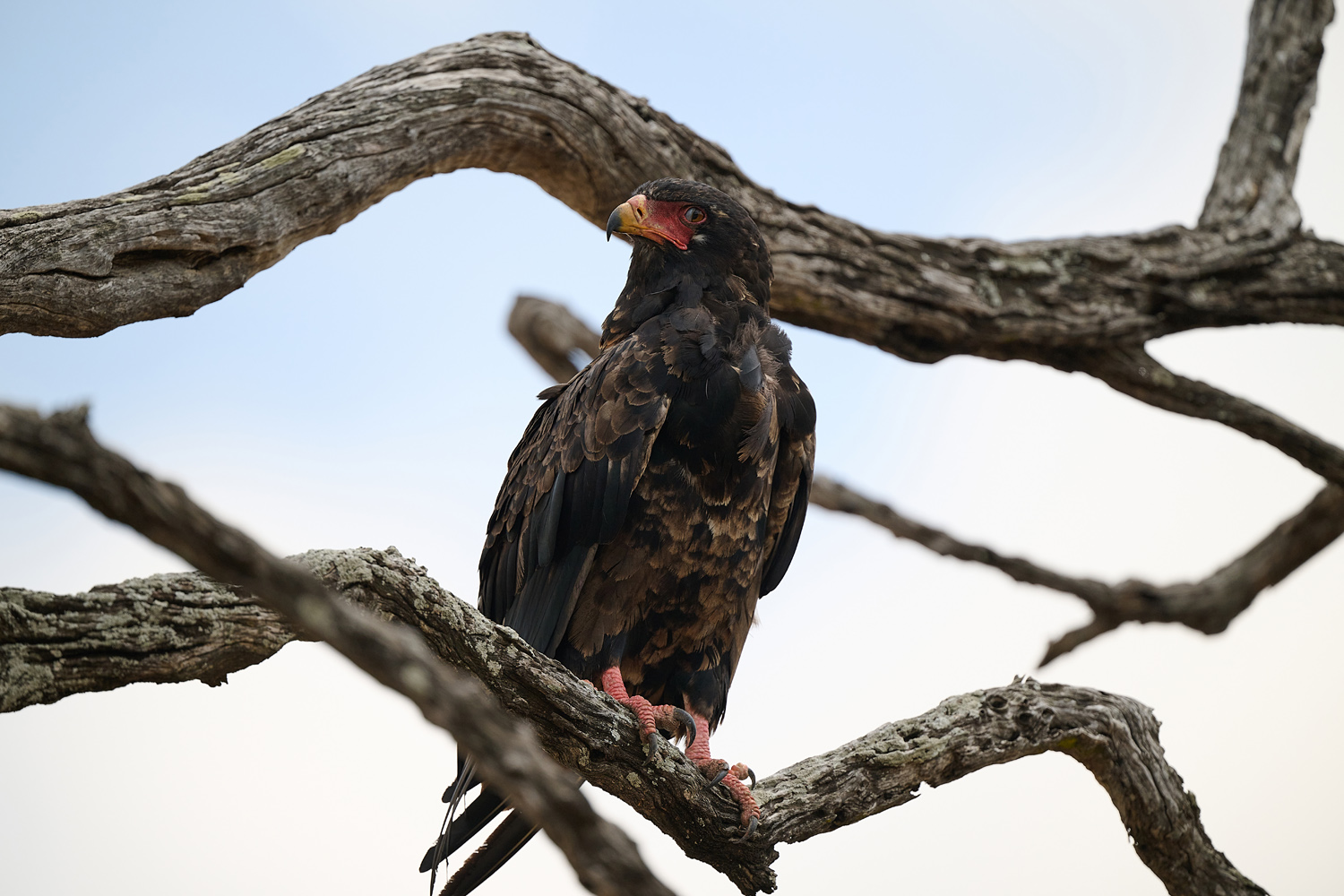 GAUKLER – BATELEUR