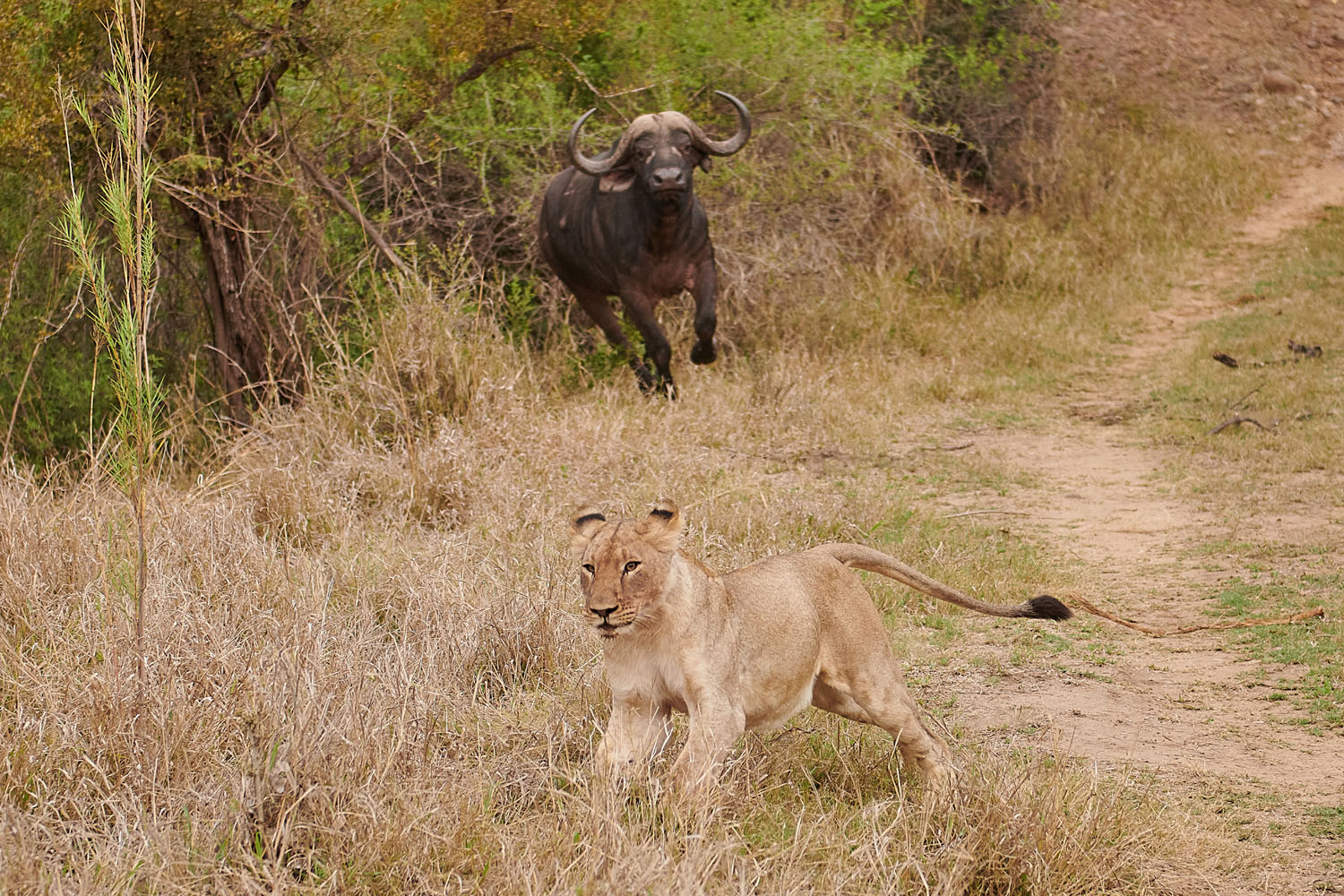 BÜFFEL jagt LÖWEN weg - BUFFALO chases LION away