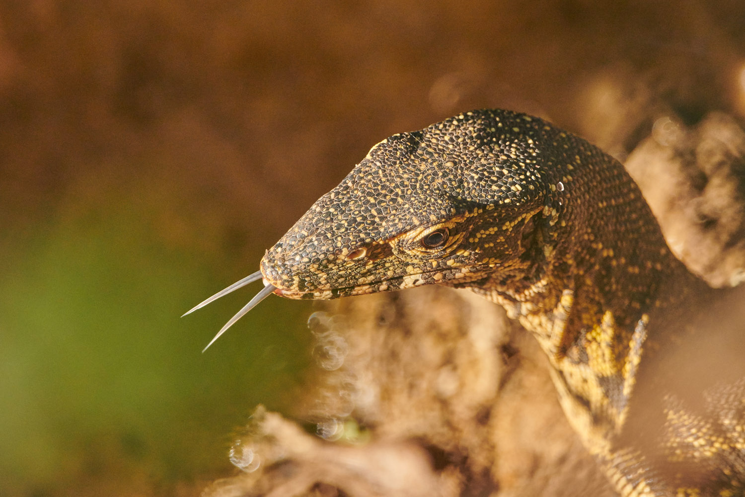 WASSERWARAN - WATER MONITOR