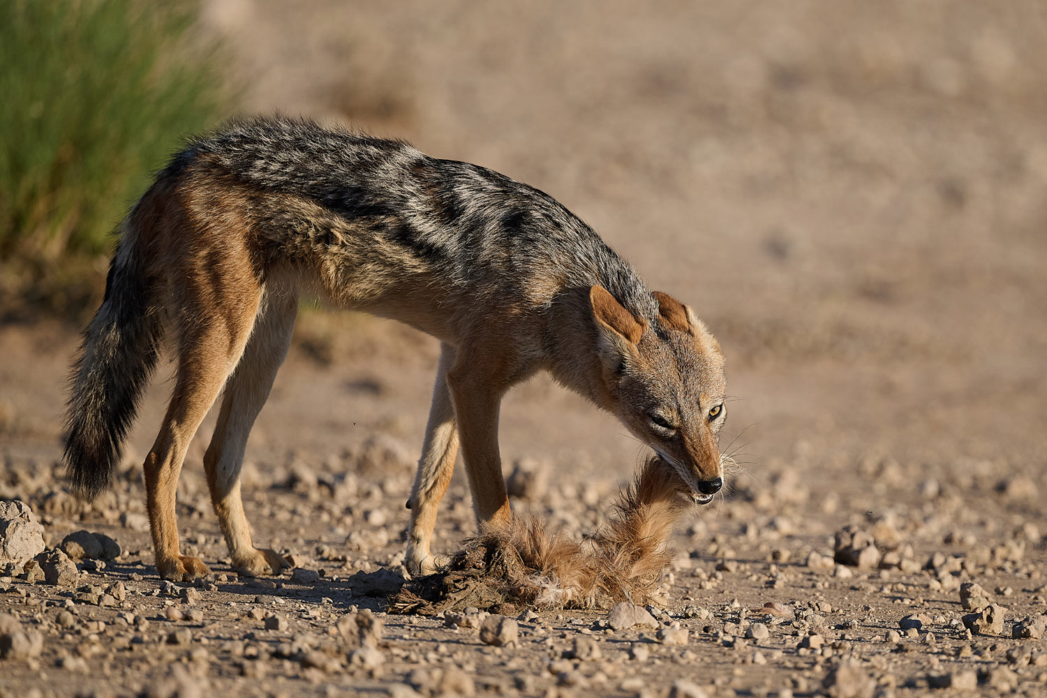 SCHABRACKENSCHAKAL - BLACK-BACKED JACKAL