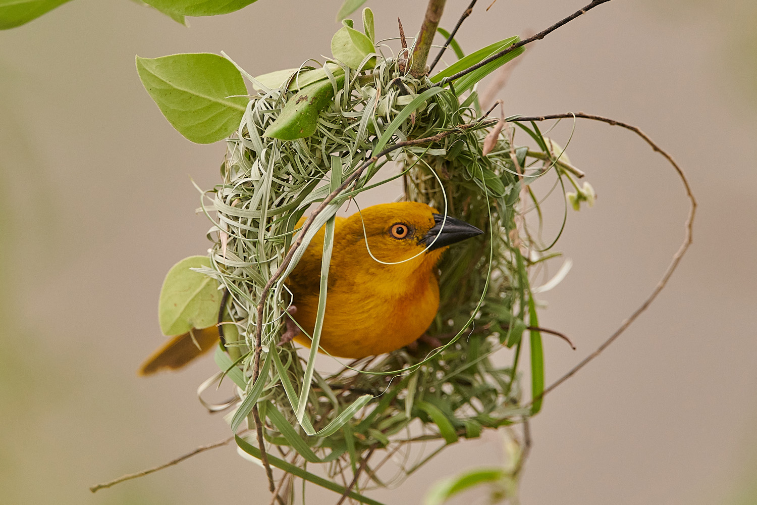 JACKSONWEBER – EASTERN GOLDEN-BACKED WEAVER