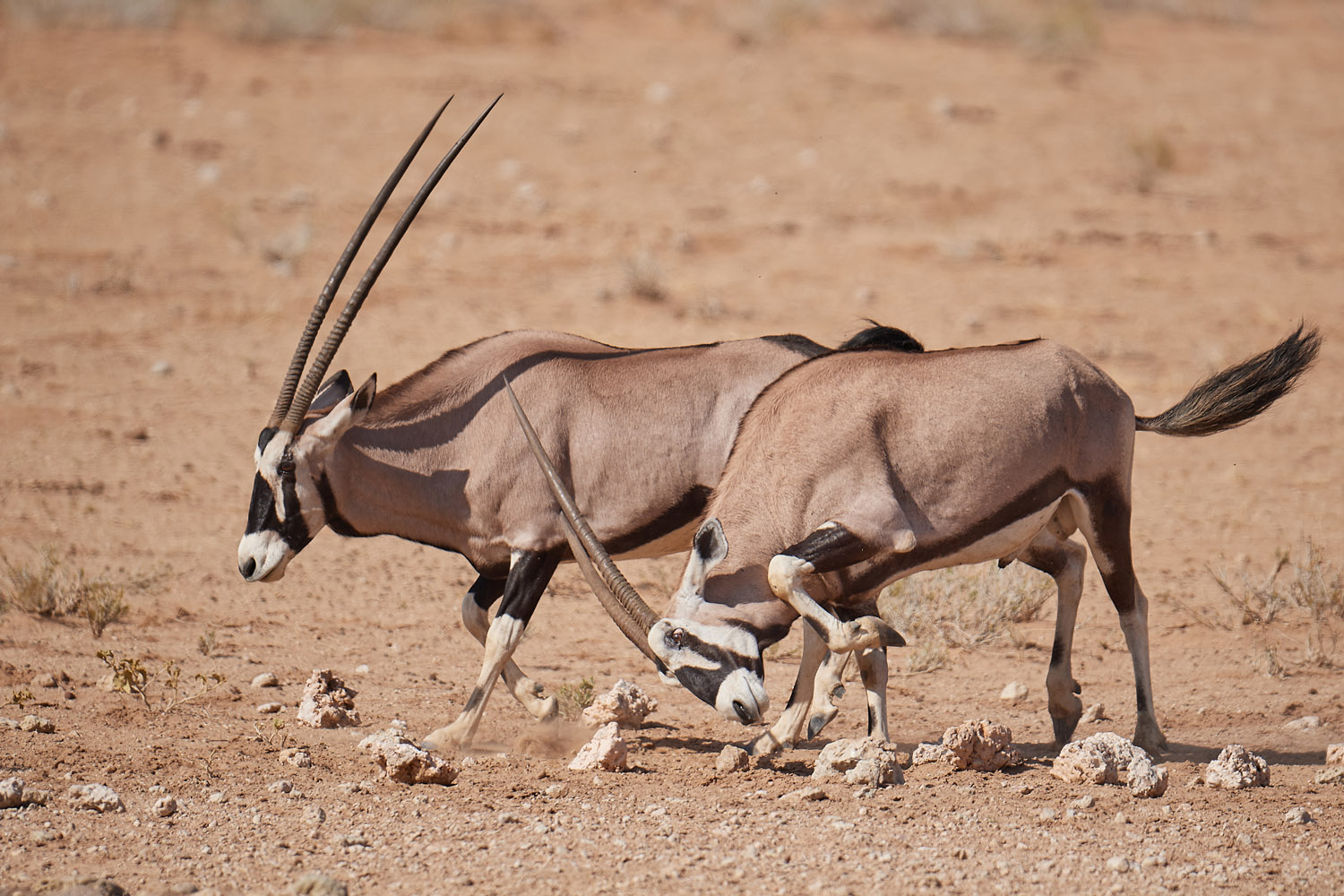 ORYX (SPIESSBOCK) - GEMSBOK