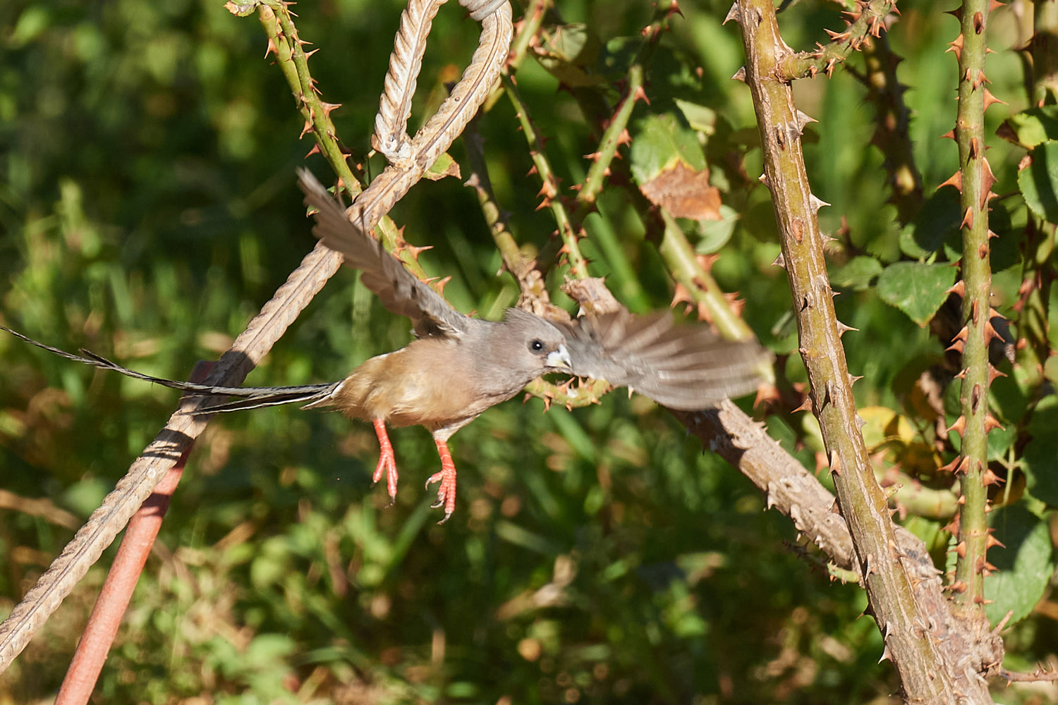 WEISSRÜCKEN-MAUSVOGEL – WHITE-BACKED MOUSEBIRD