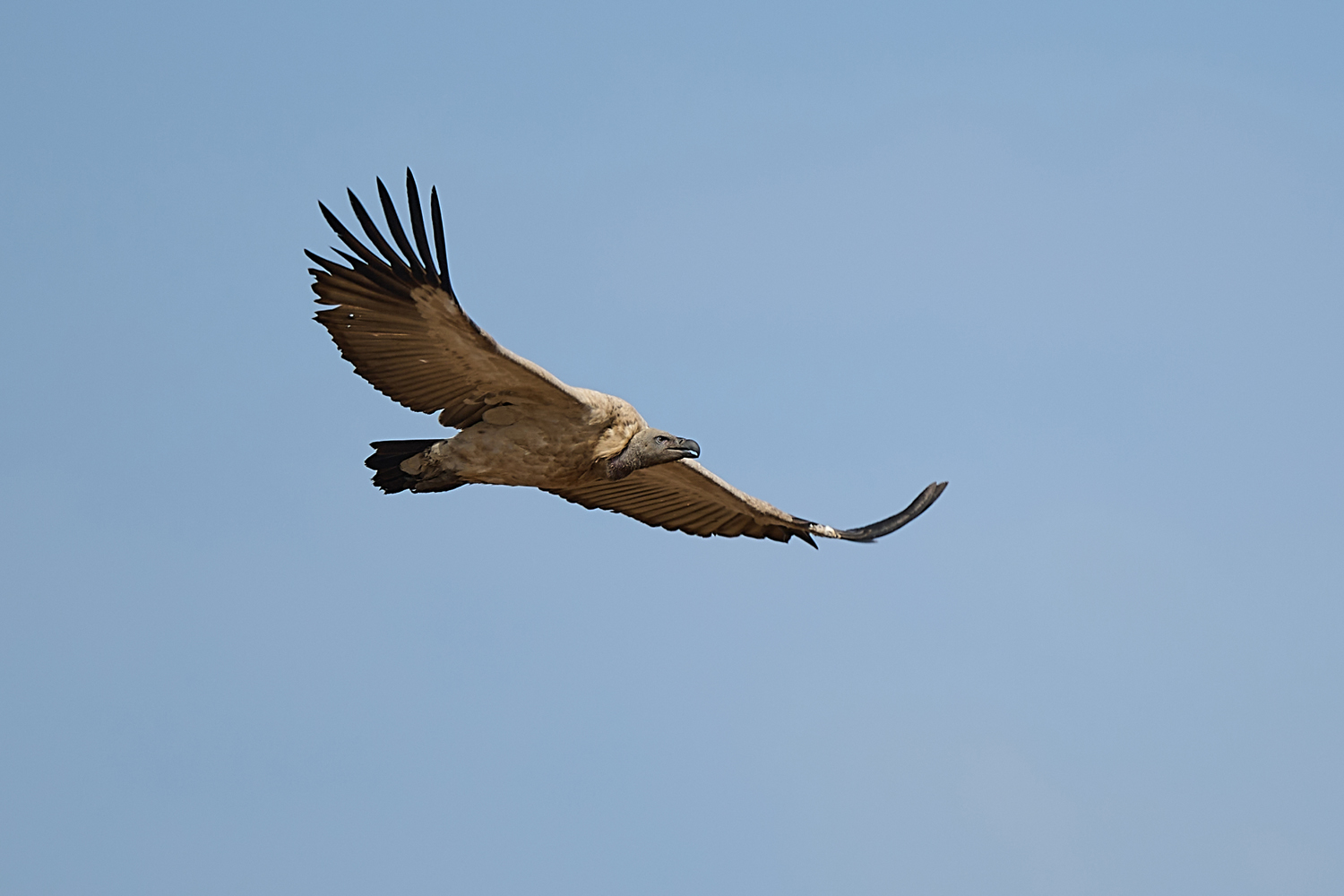 WEISSRÜCKENGEIER - WHITE-BACKED VULTURE