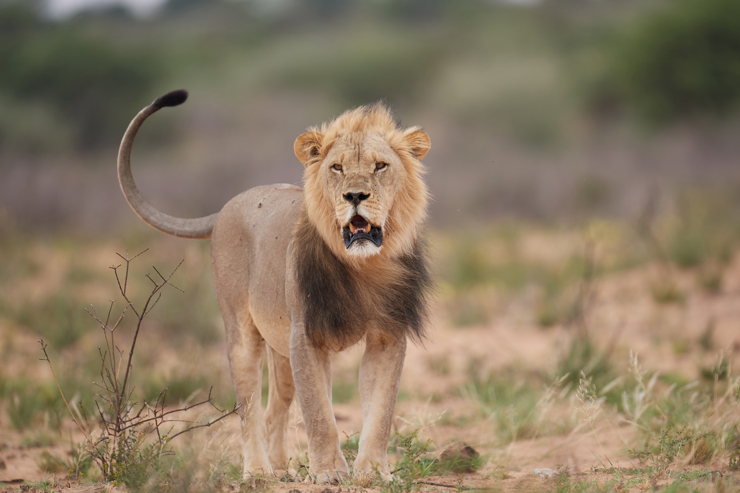 LÖWE - LION