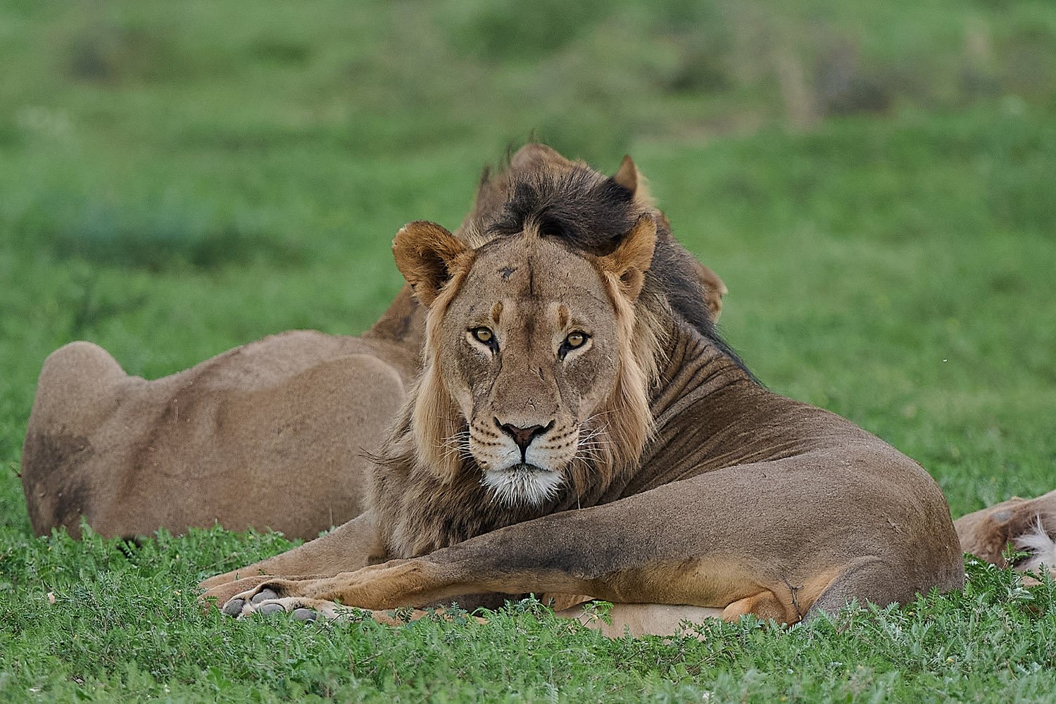 LÖWE - LION
