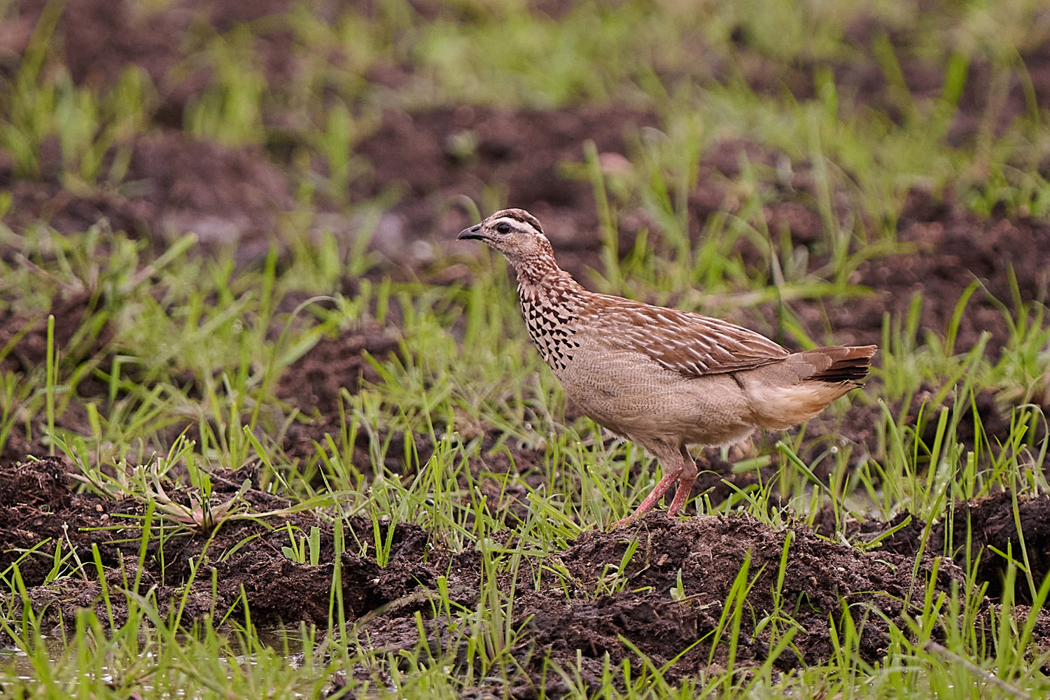 SCHOPFFRANKOLIN – CRESTED FRANCOLIN