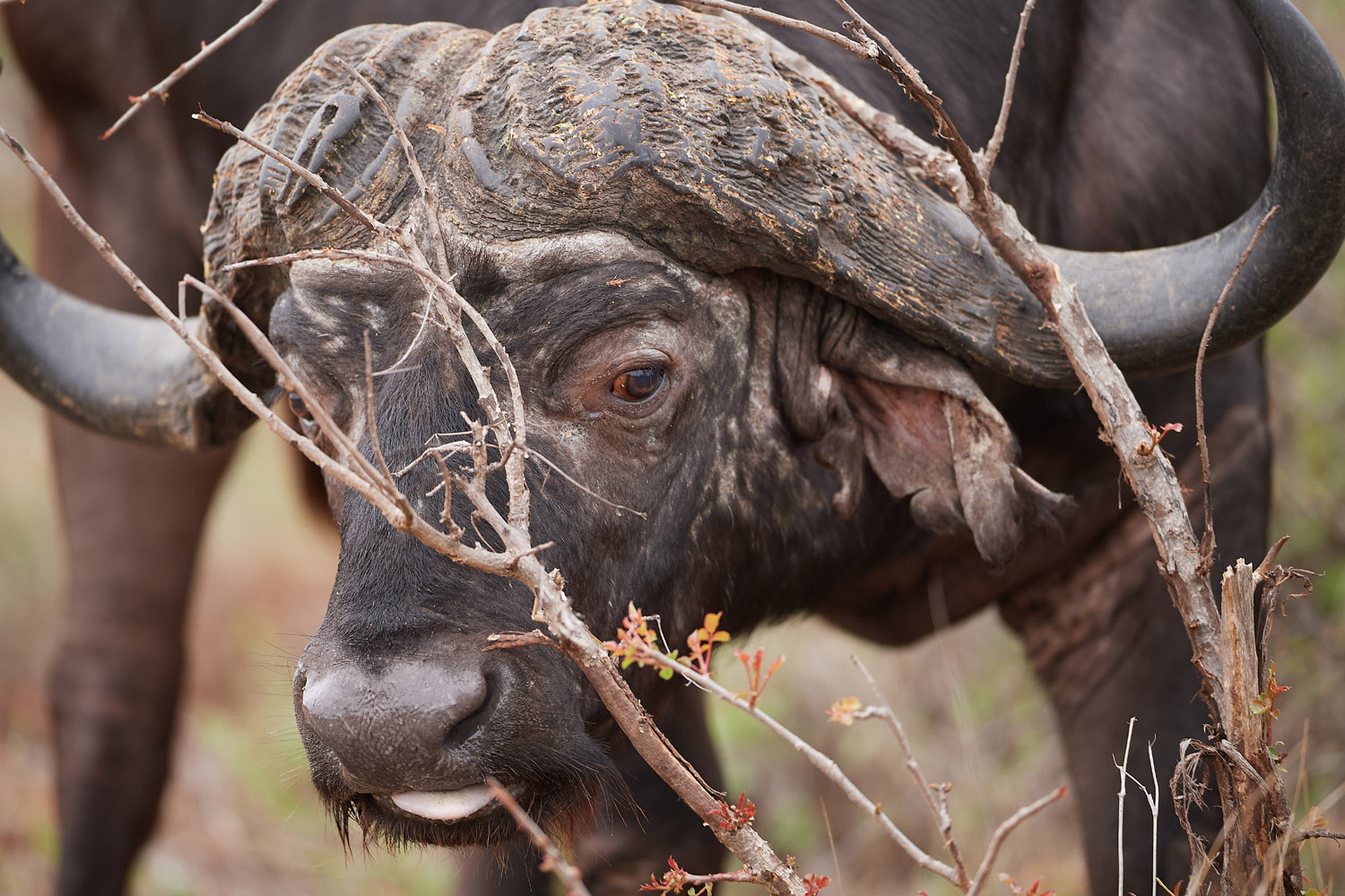 KAPBÜFFEL - CAPE BUFFALO