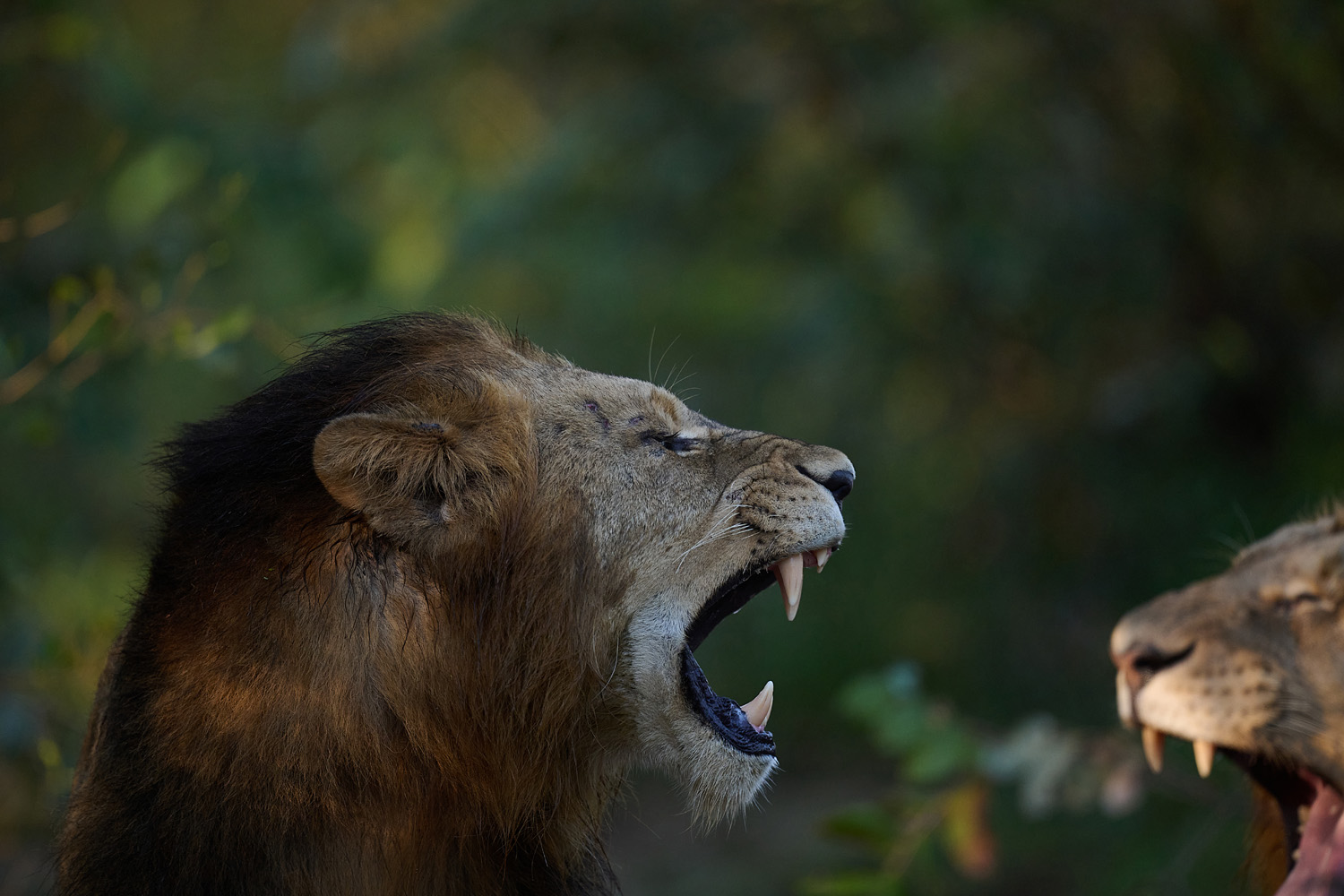 LÖWE - LION