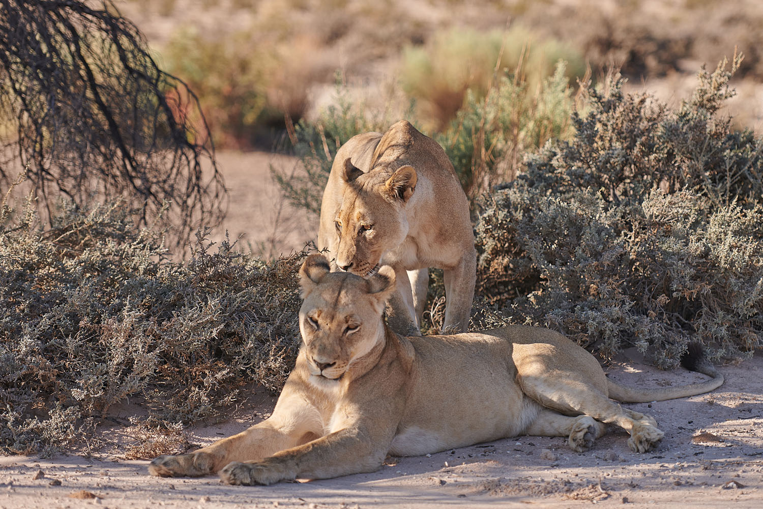 LÖWE - LION