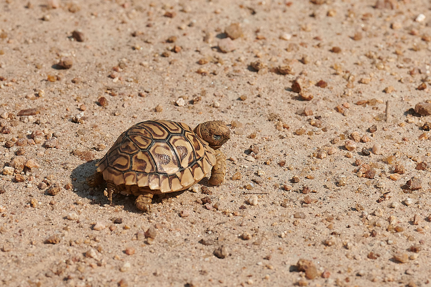 LEOPARDENSCHILDKRÖTE - LEOPARD TORTOISE