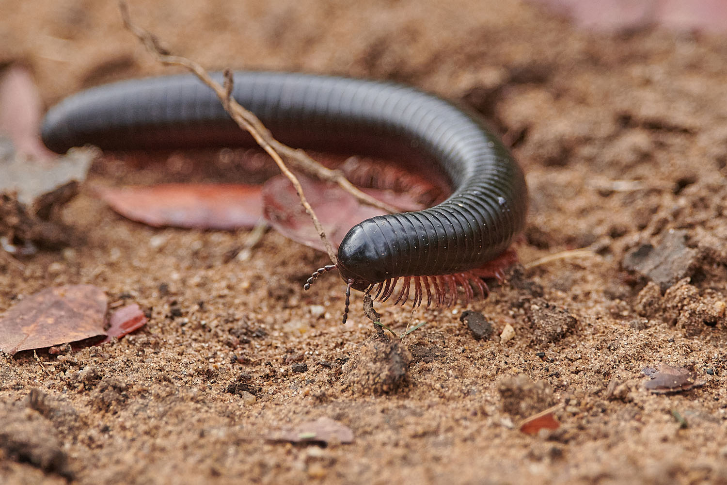 TAUSENDFÜSSLER - MILLIPEDE