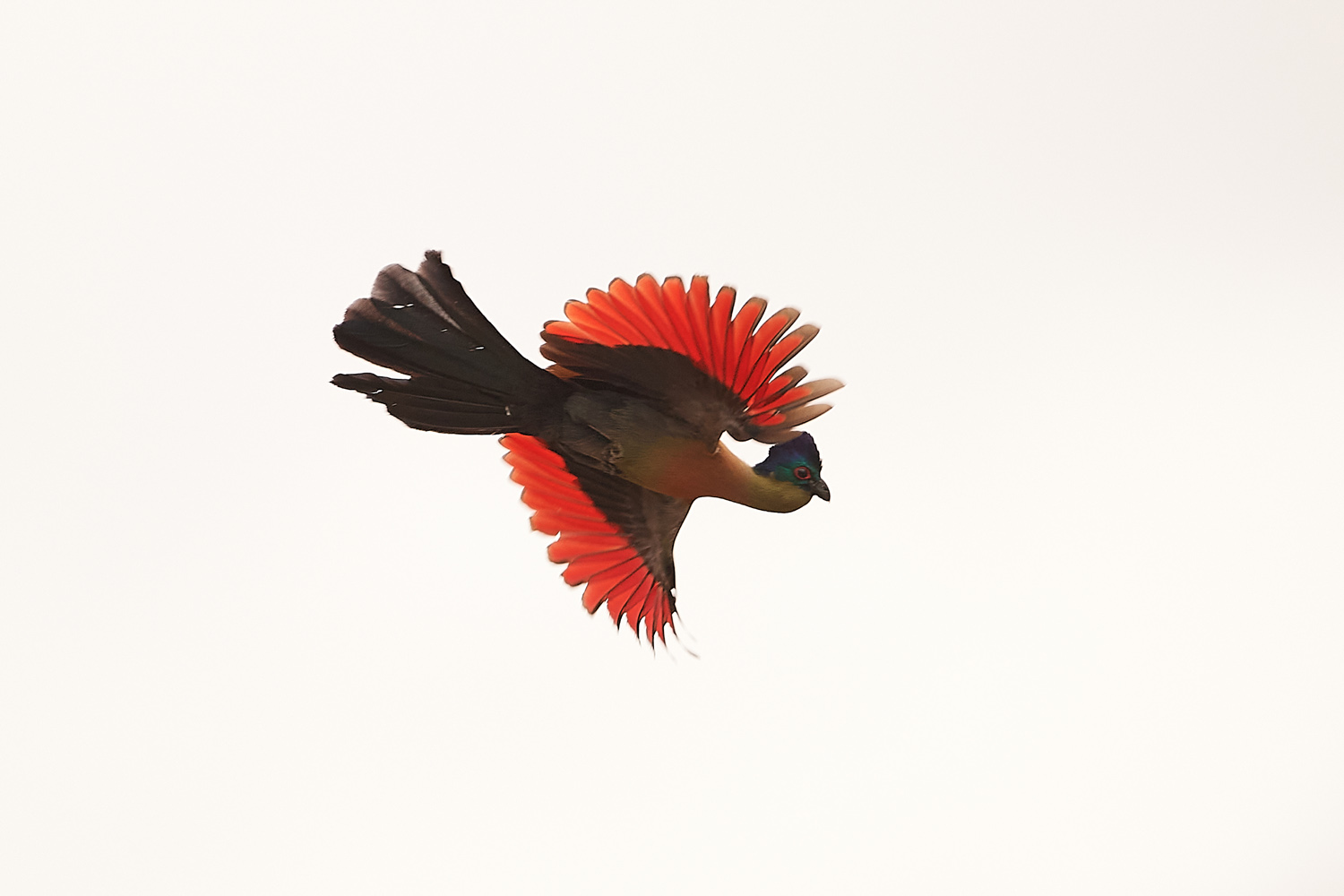 GLANZHAUBENTURAKO - PURPLE-CRESTED TURACO