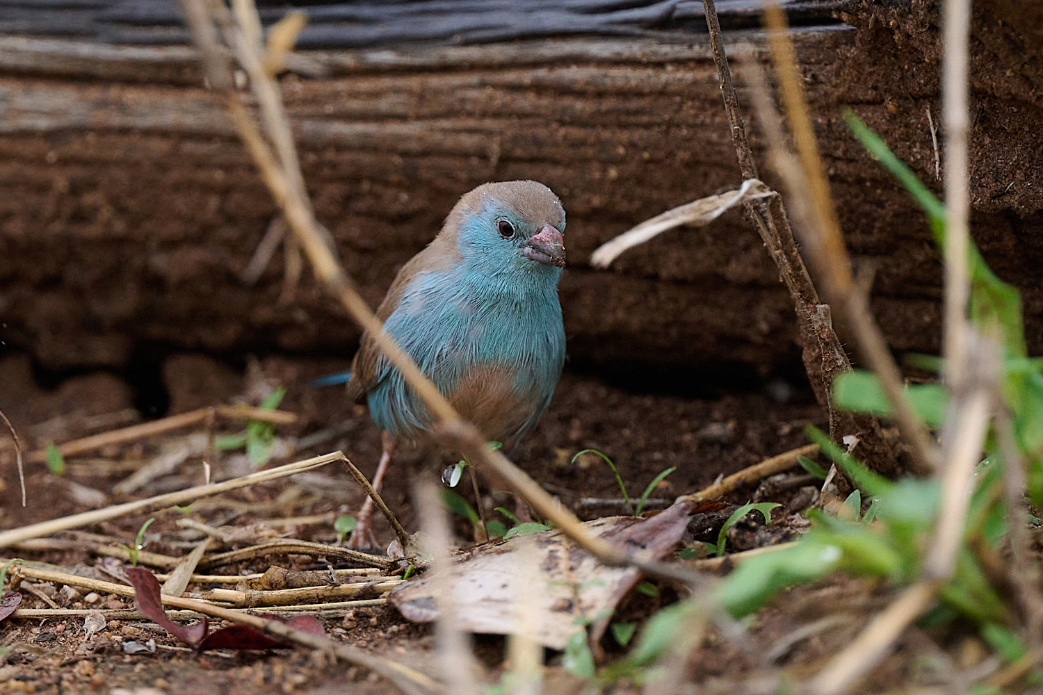 ANGOLA-SCHMETTERLINGSFINK - BLUE WAXBILL