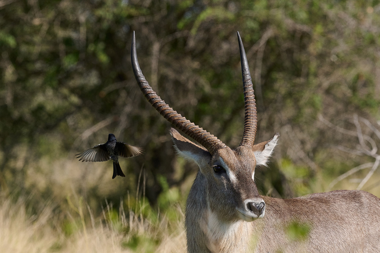 WASSERBOCK - WATERBUCK