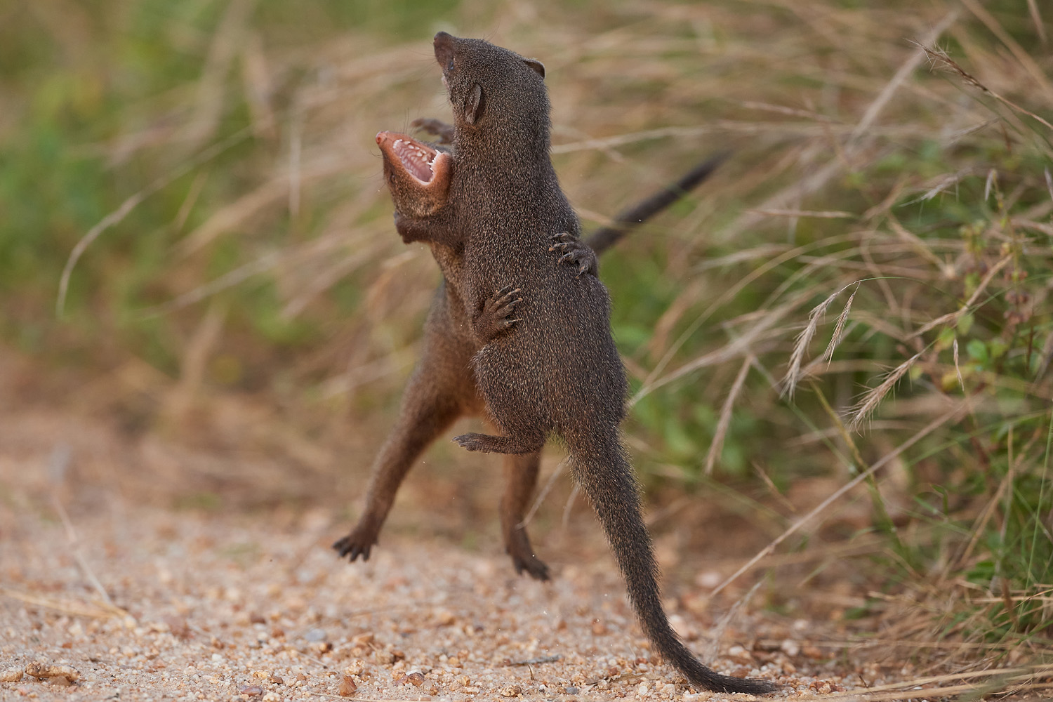 ZWERGMANGUSTE - DWARF MONGOOSE