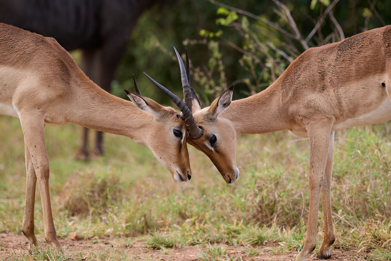 IMPALA