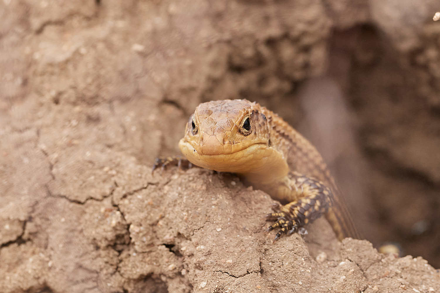 KLEINSCHUPPIGER GÜRTELSCHWEIF – CAPE CRAG LIZARD