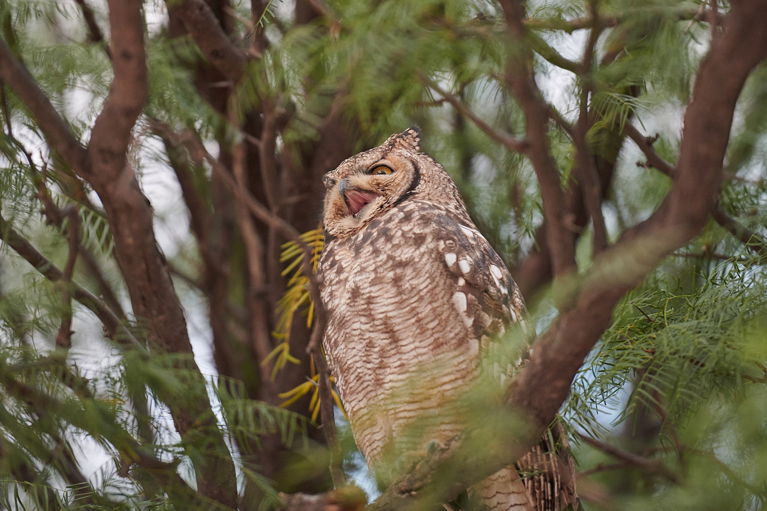 FLECKENUHU – SPOTTED EAGLE OWL