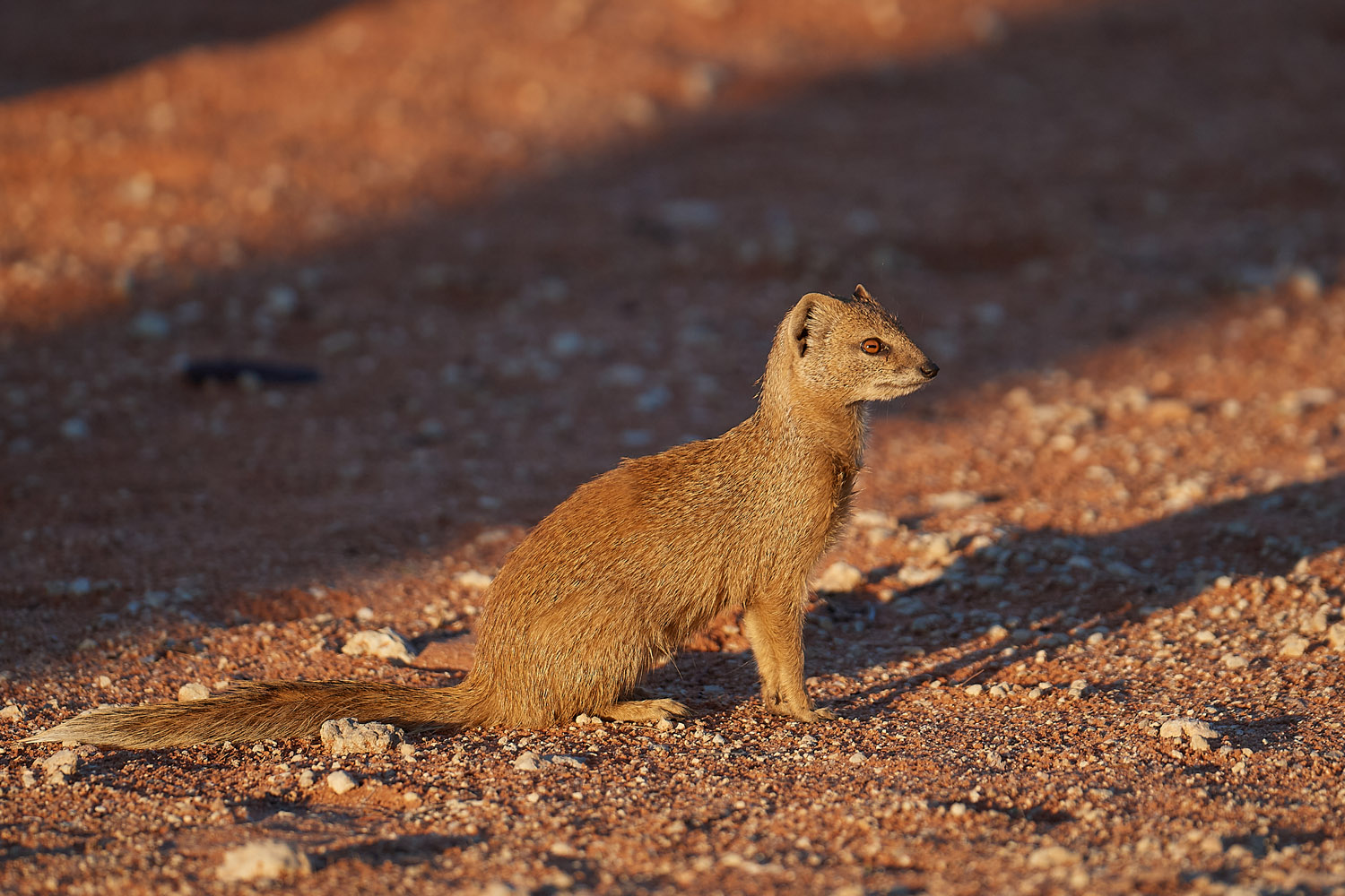 FUCHSMANGUSTE – YELLOW MONGOOSE