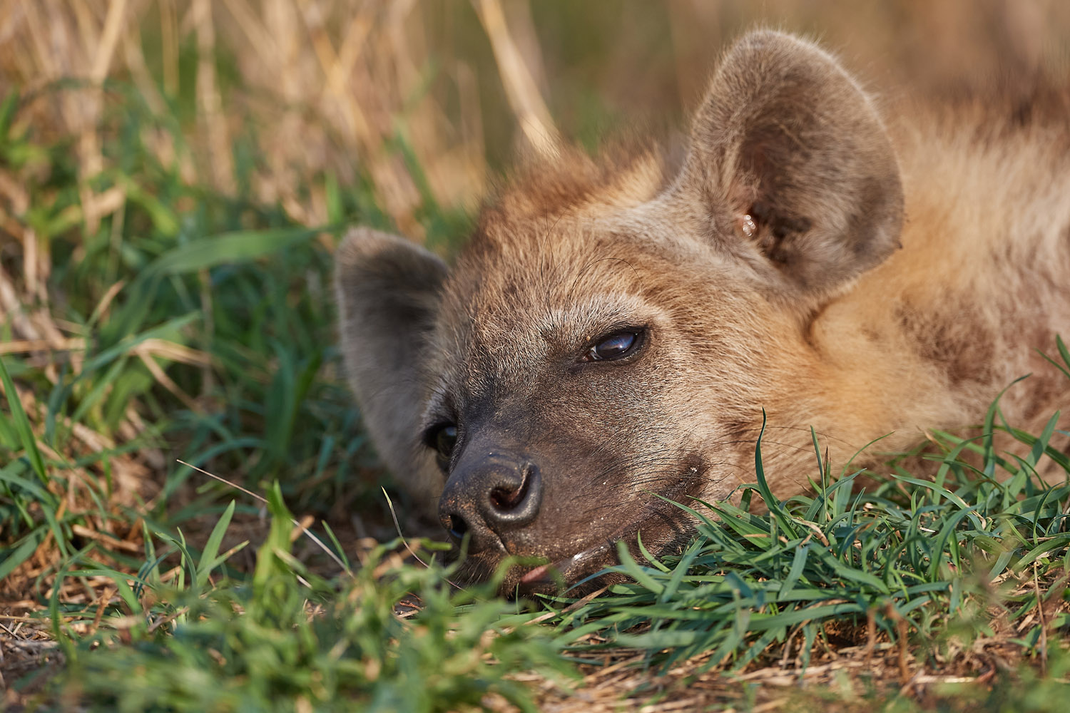 TÜPFELHYÄNE – SPOTTED HYENA