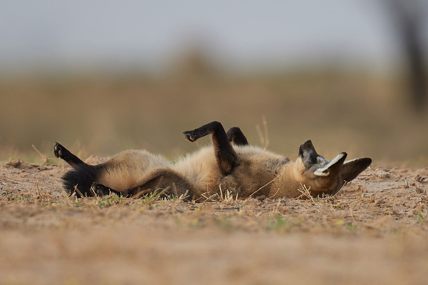 LÖFFELHUND – BAT-EARED FOX