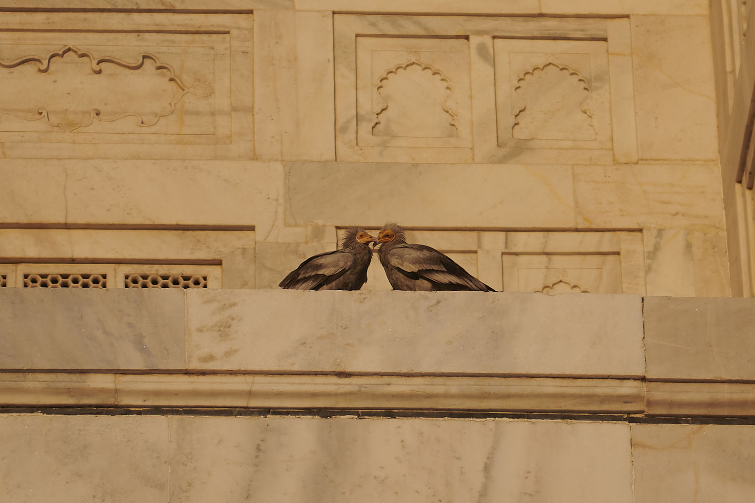 SCHMUTZGEIER - EGYPTIAN VULTURE
