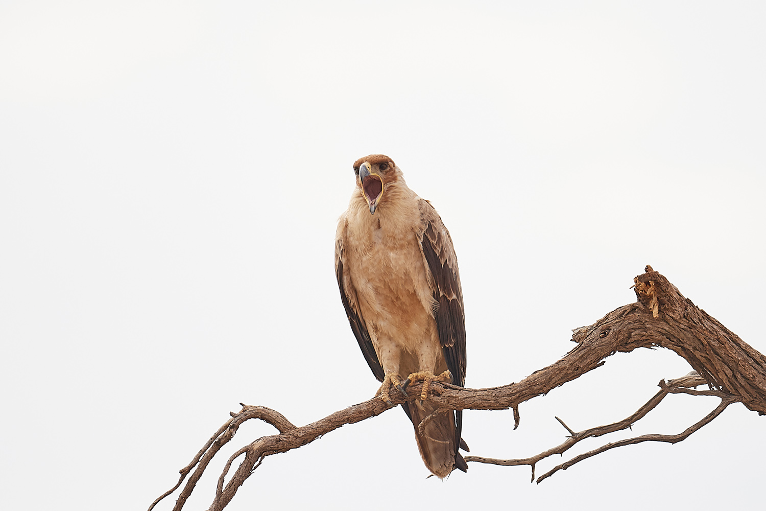 RAUBADLER  - TAWNY EAGLE