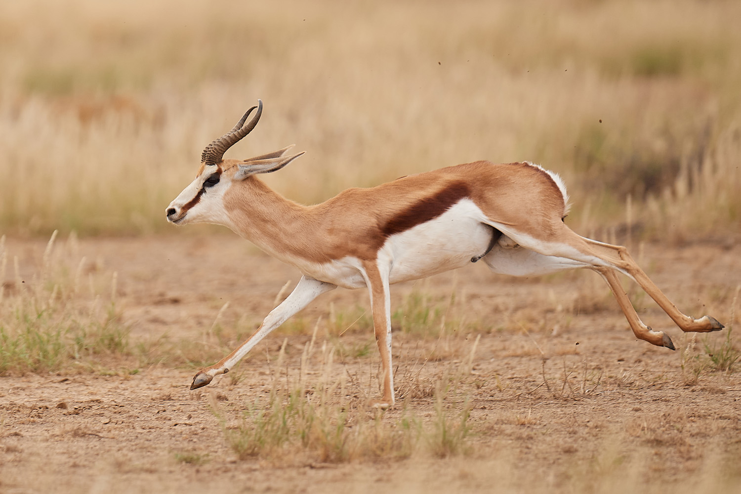 SPRINGBOCK - SPRINGBOK