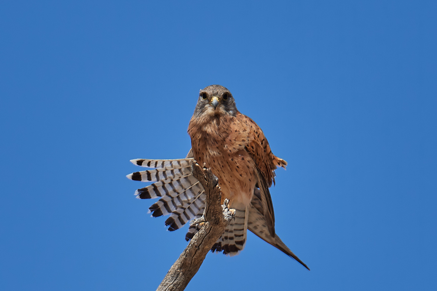 FELSENFALKE – ROCK KESTREL