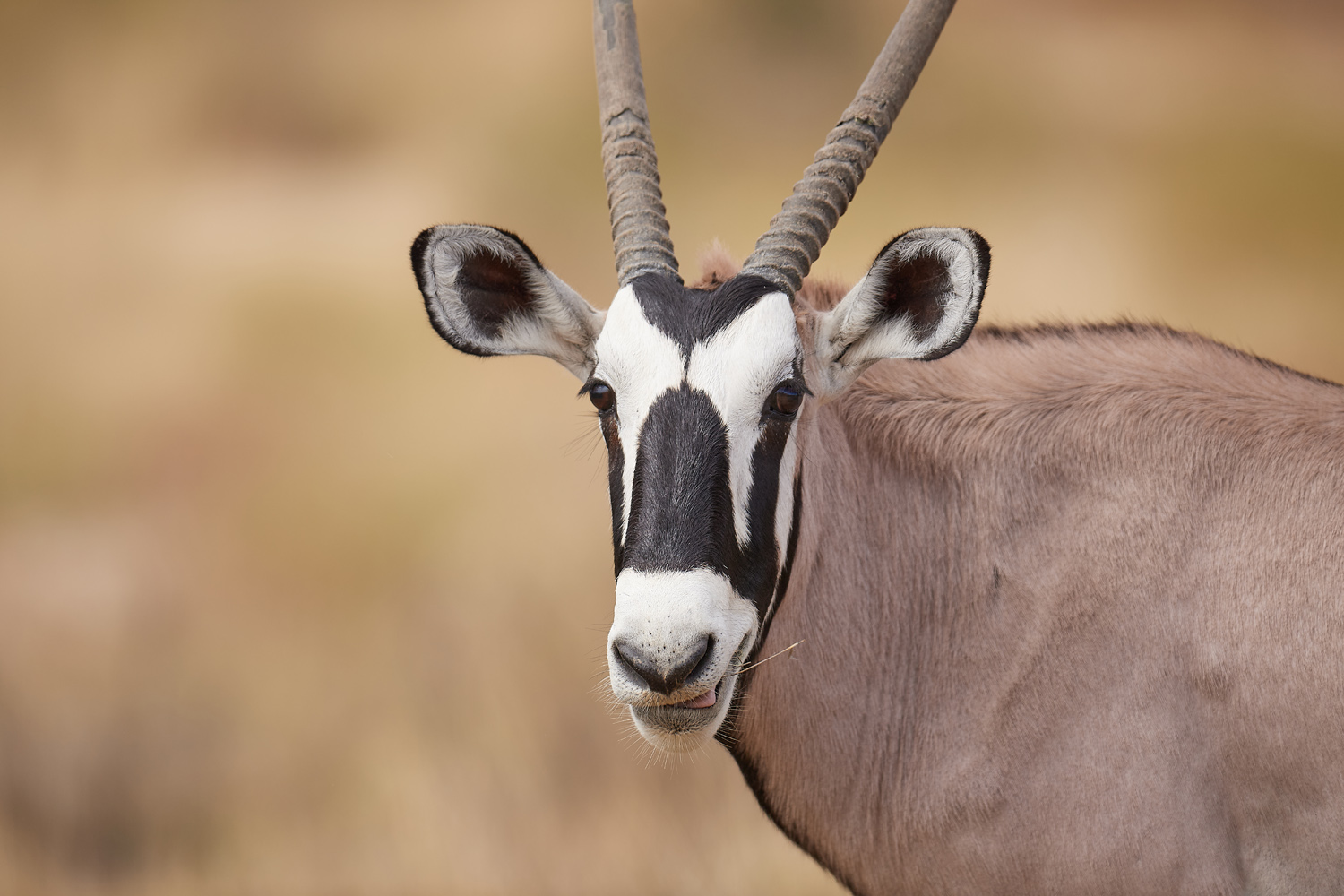 ORYX (SPIESSBOCK) - GEMSBOK