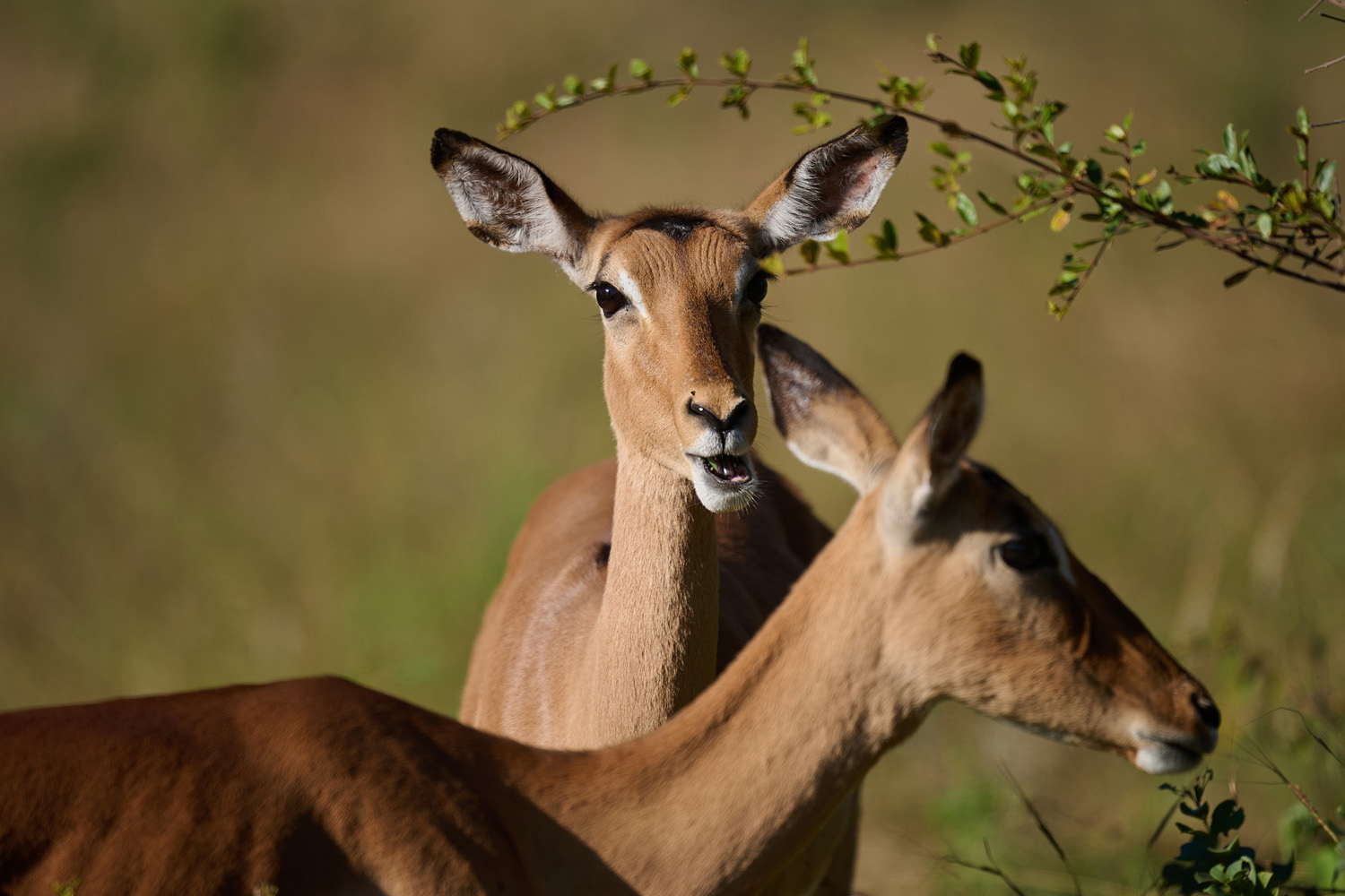 IMPALA