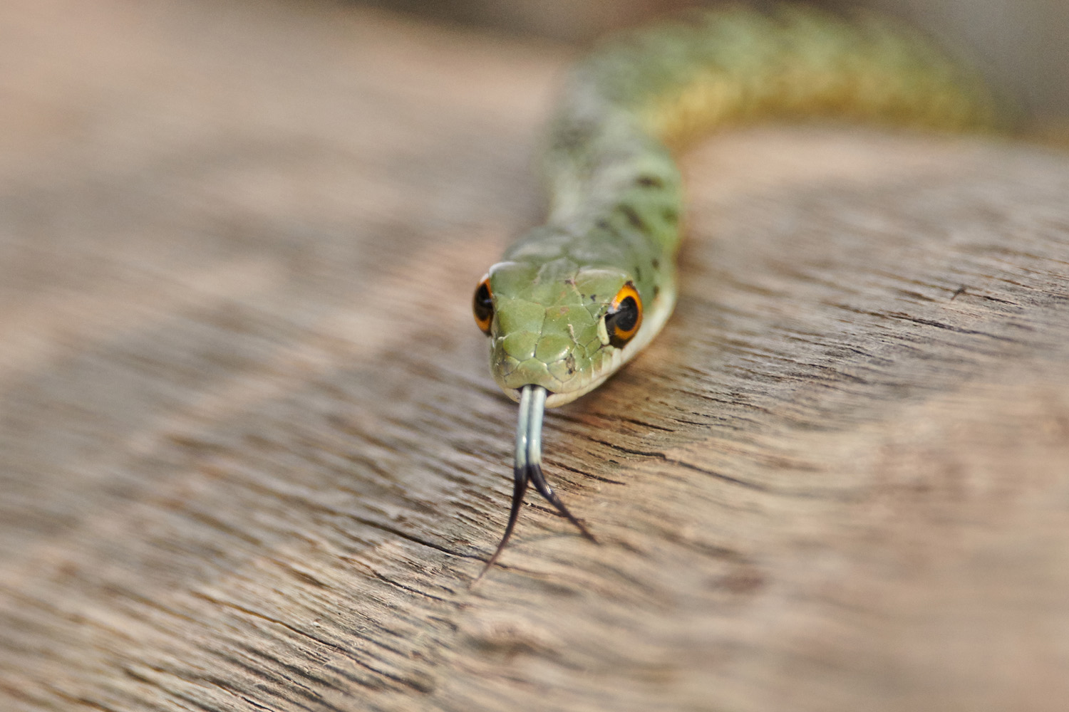 GEFLECKTE BUSCHSCHLANGE - SPOTTED BUSH SNAKE