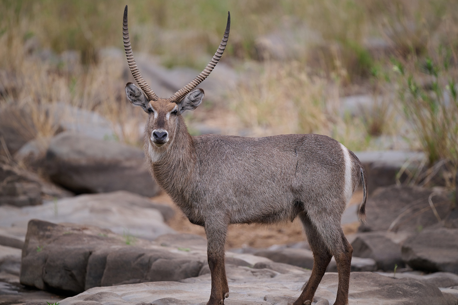 WASSERBOCK - WATERBUCK